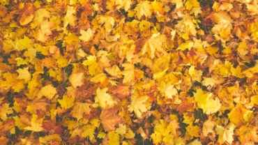 What should I do during fall of senior year?
