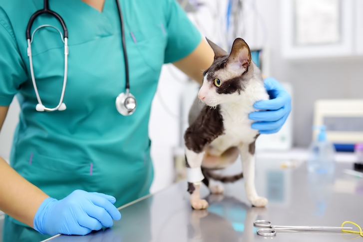 Veterinarian examines a cat of a disabled Cornish Rex breed in a veterinary clinic. The cat has only three legs. Health of pet.