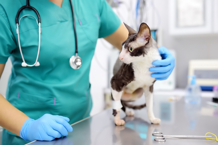 How to get started and succeed as a pre-veterinary student | Command  Education